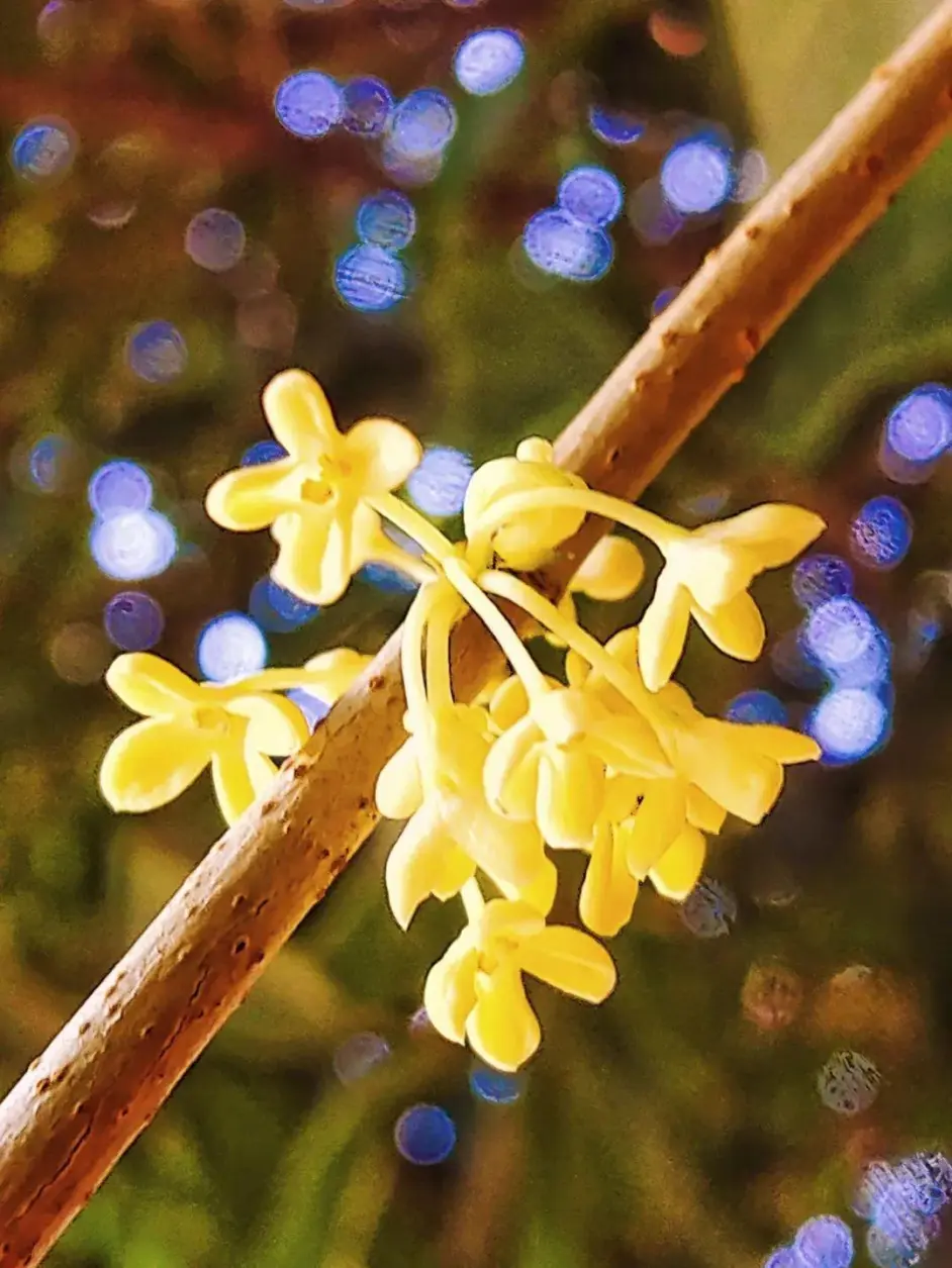 独家新闻:一九合成桂花香猜一准确数字