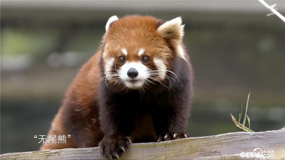 资深分析:九尾之数开两边，千金一撒二值钱。猜本期动物