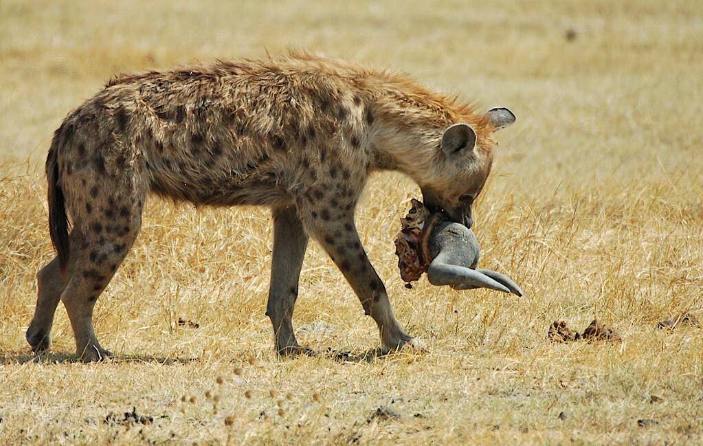 圈内揭秘:真真假假打一准确动物