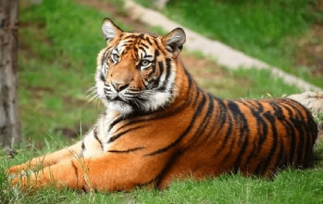 独家专访:二八携手進皇宫，三四今開九得利指什么动物