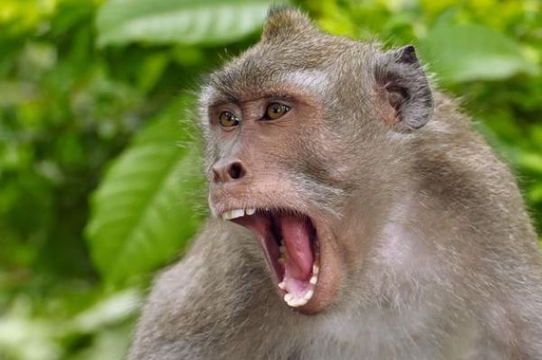 实战解析:千变万化猴机灵，家有客人来半天猜一准确动物