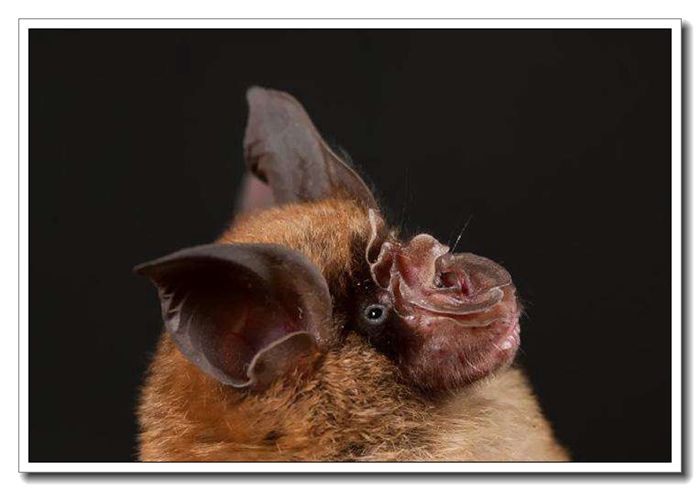 权威解读:三衰六旺皆前定，出奇入神柳与花指啥动物