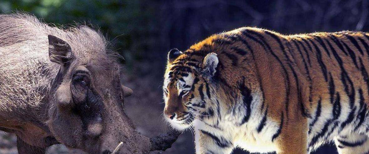 独家解读:真真假假打一准确动物