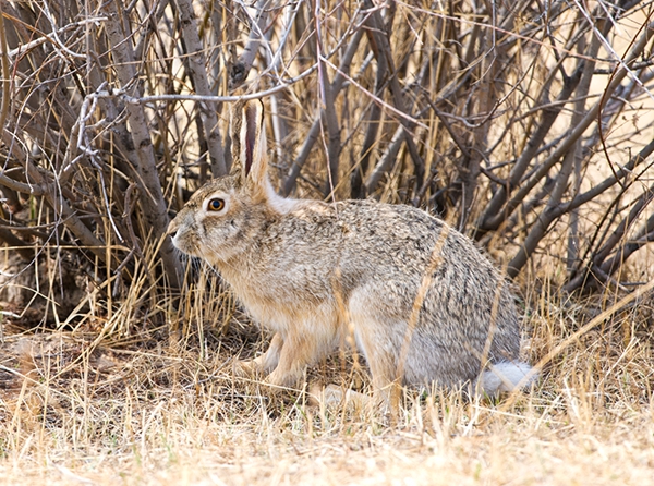 一手资讯:春虎夏蛇逐野兔，水火不容两相斗打一动物谜底