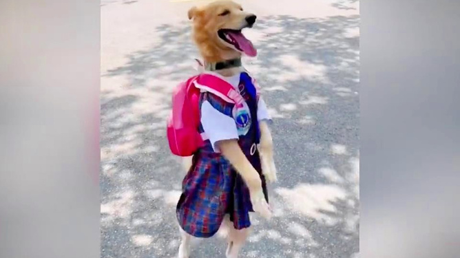 内幕披露:人模狗样猜一动物