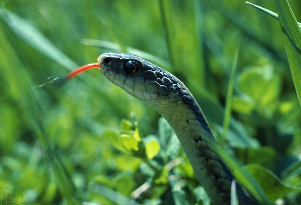 圈内解读:卷土重来龙蛇看指什么动物