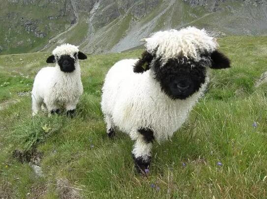 独家视点:羊落虎口对应那种动物