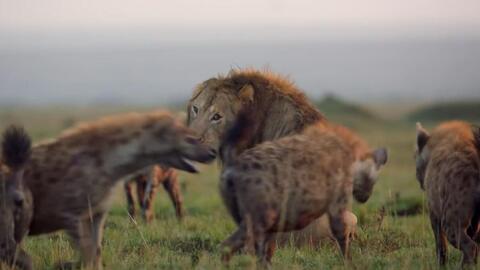 专家解析:君不用问知基数，只观浮云风雨目打一动物谜底