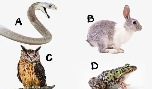 观点输出:一分神似打一准确动物