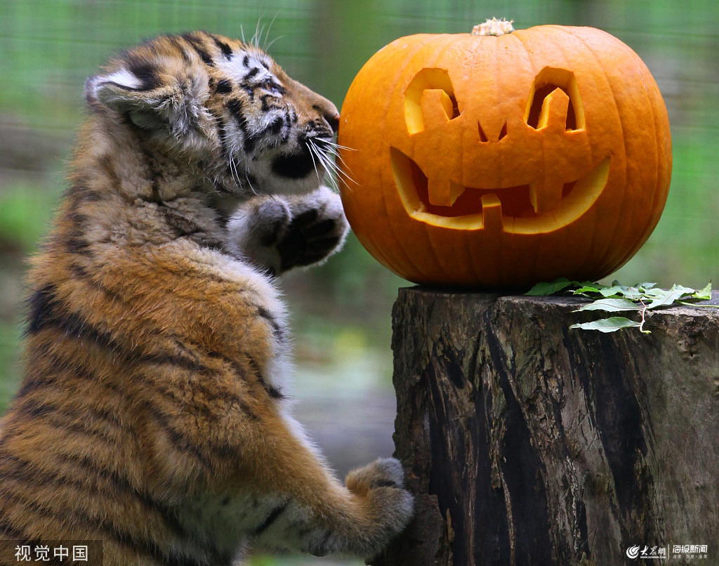 技术阐释:相映成趣代表什么动物