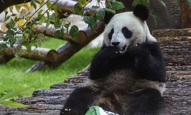 逐项解读:称心如意猜一动物