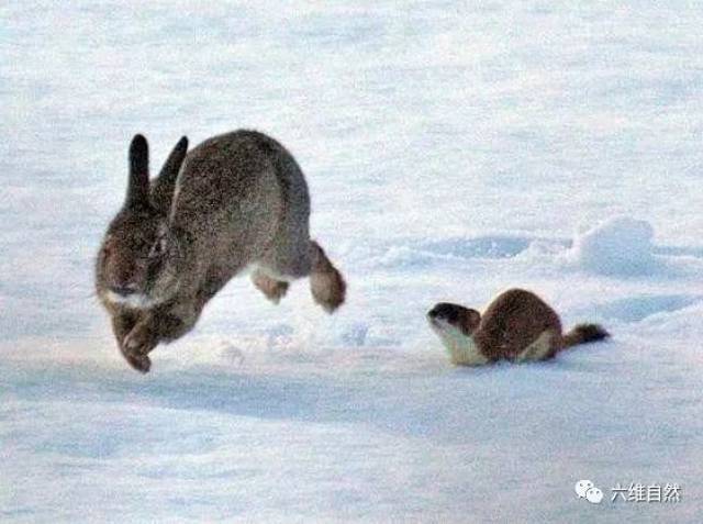 深度剖析:春虎夏蛇逐野兔，水火不容两相斗猜生肖数字