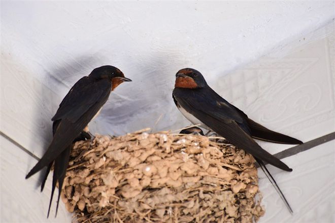 内幕披露:玄机中看二九合，老鸹窝里出凤凰对应那种动物