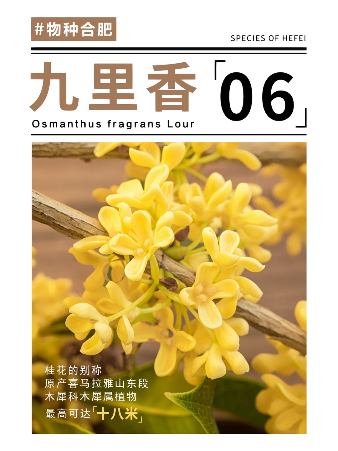 独家新闻:一九合成桂花香猜一准确数字