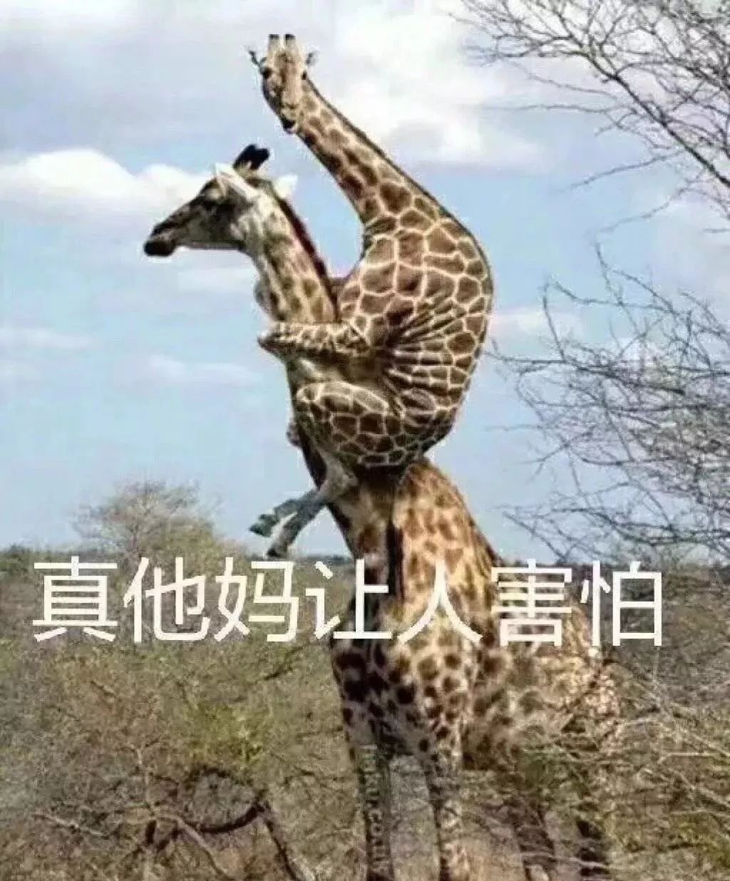 热点剖析:三九相加出七码，二三零一不相见打一动物