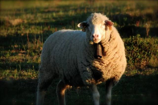 圈内揭秘:黄钟瓦釜正确答案动物