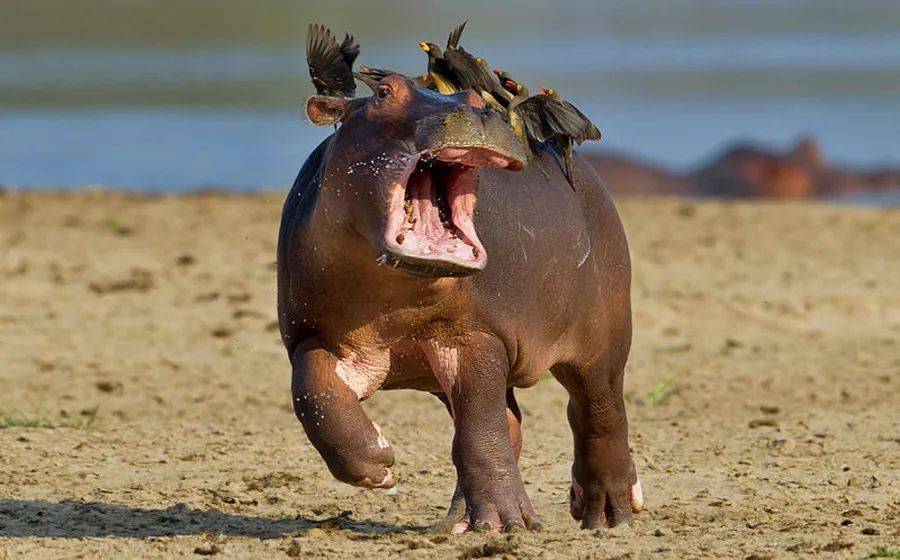 独家调查:揚威抖擞猜本期动物