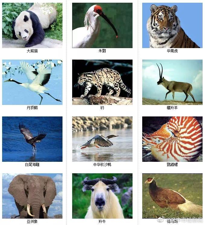 深度剖析:八仙过海-各显种通猜本期动物