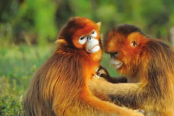 实战解析:千变万化猴机灵，家有客人来半天猜一准确动物