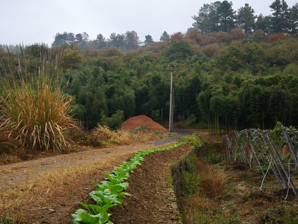 独家专访:勤劳人家忙地头，吉人天相八面财指什么动物