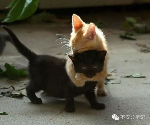 热点剖析:稀里哗啦指啥动物