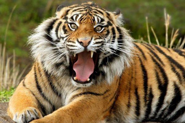 独家解读:春虎夏蛇逐野兔，水火不容两相斗指打代表一最佳什么生肖