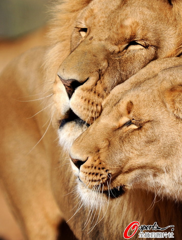 深度剖析:相映成趣指什么动物