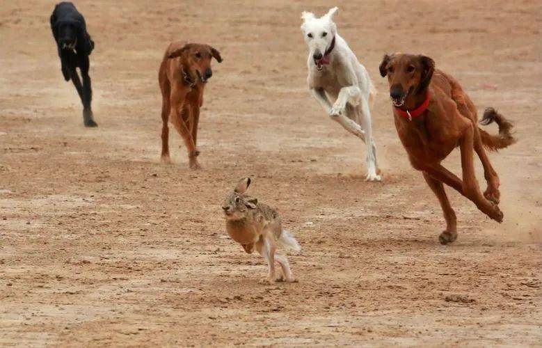 条理讲解:欲横沙场本期动物