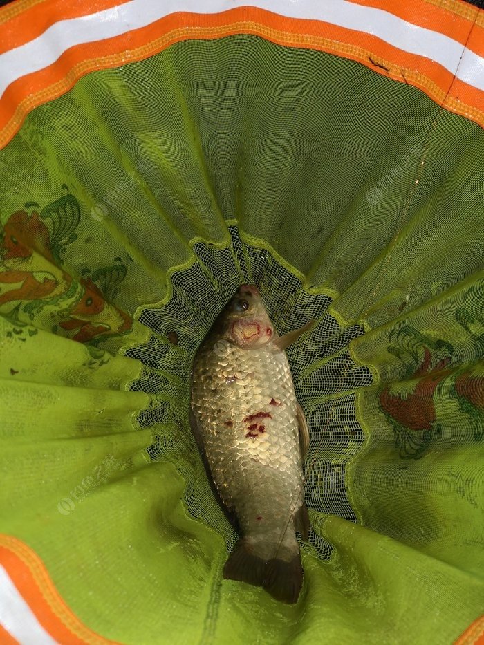 趋势研判:心乱如麻指代表是什么生肖