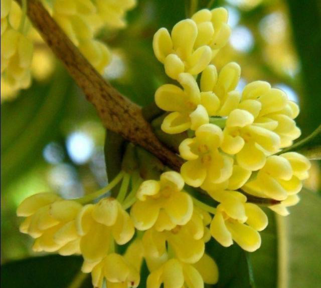 首发资讯:一九合成桂花香最佳答案