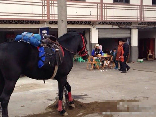 独家解读:金木两行可中特，老猴骑马倒着走。开过什么生肖