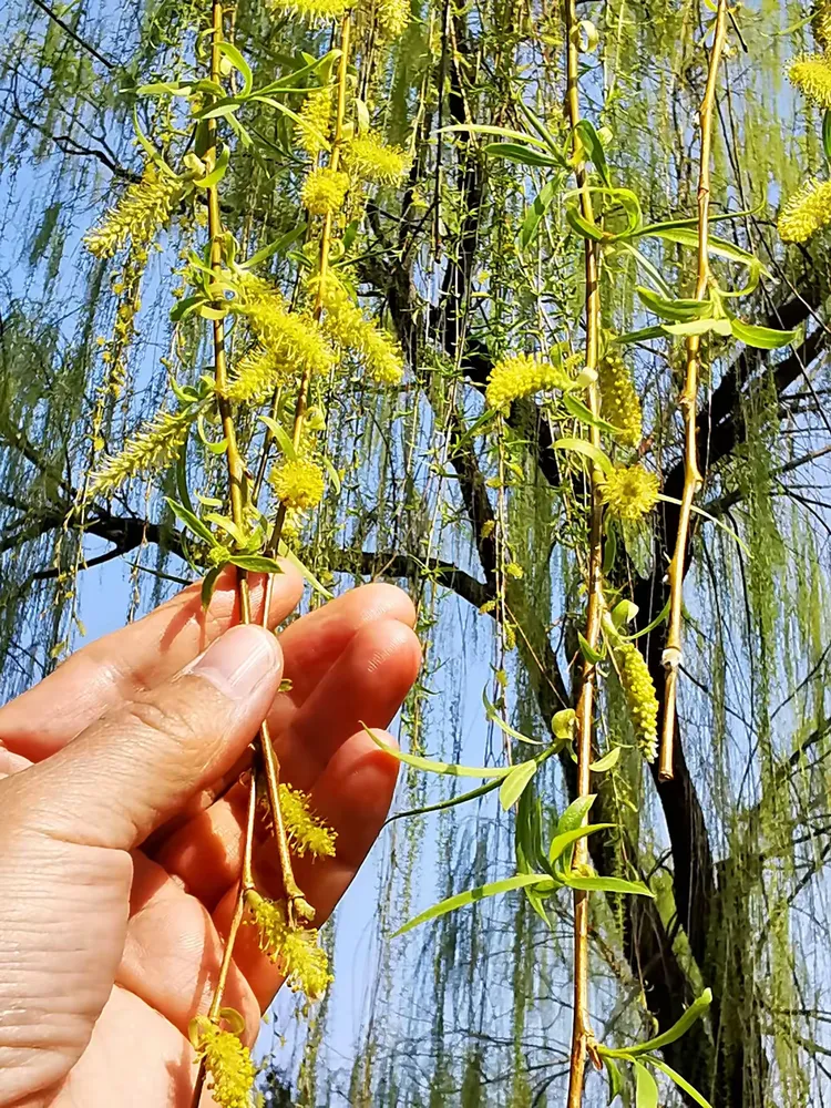 技术阐释:三衰六旺皆前定，出奇入神柳与花猜数字