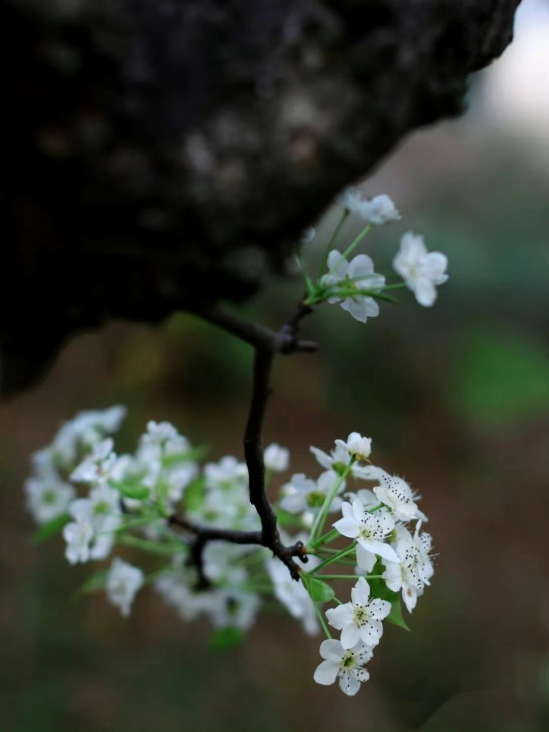 条理讲解:梨花落后二清明，三五少年容易老是什么生肖