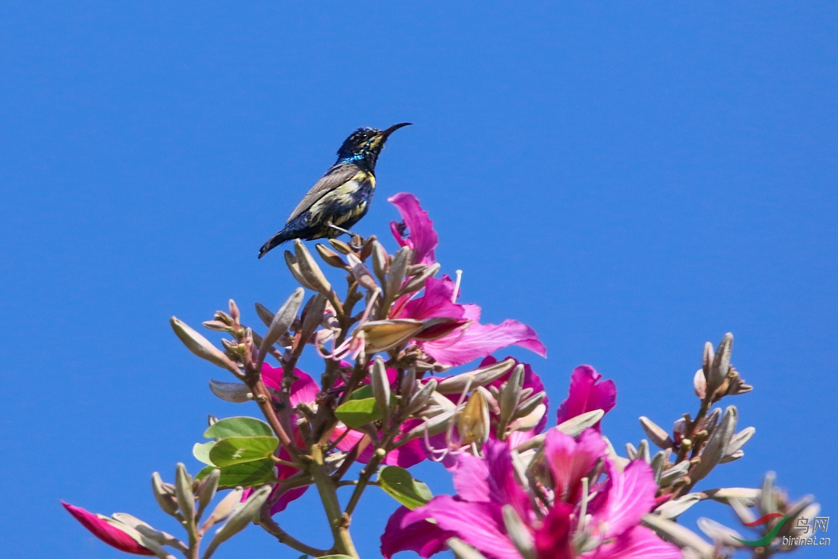 全面阐释:蓝天照耀红花美代表什么动物