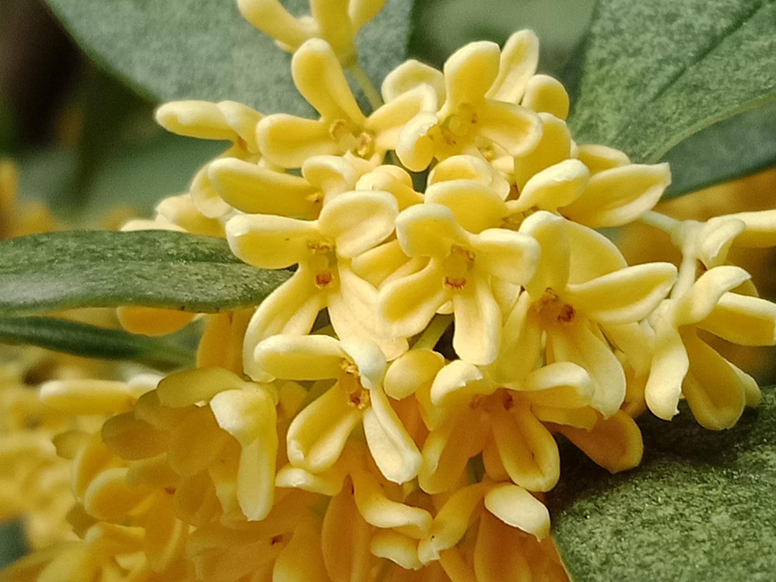 独家解读:一九合成桂花香本期数字