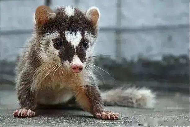 热点剖析:稀里哗啦指啥动物