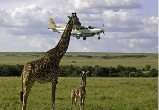 视角拆解:买龙输尽光，里中留与赛蛮神猜一准确动物