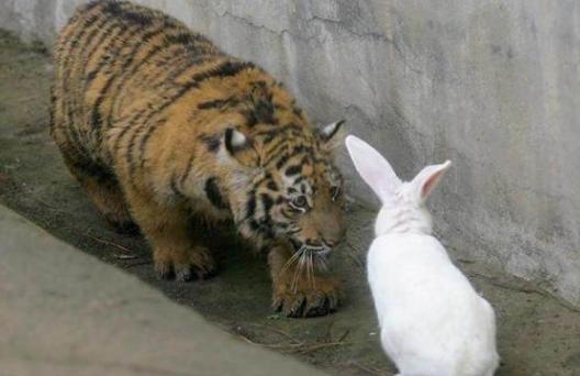 独家调查:天黑风急虎盗兔，馬食夜草猴旁颧比喻什么动物