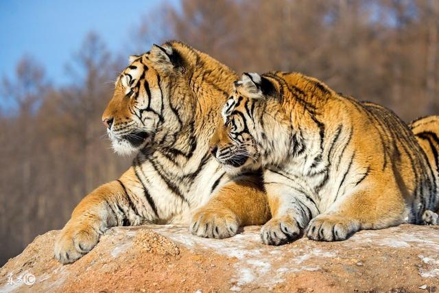 行家点评:捧上九字代表什么动物