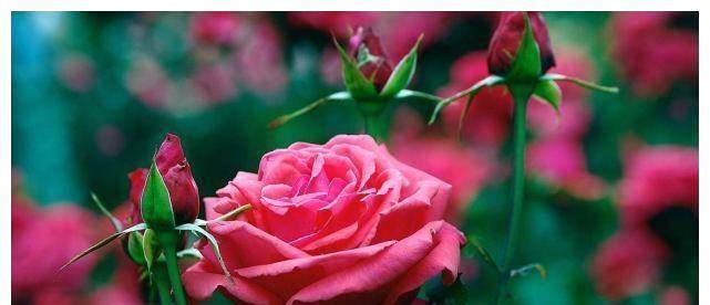 深度报道:蓝天照耀红花美猜指打个最佳精准代表哪一个生肖