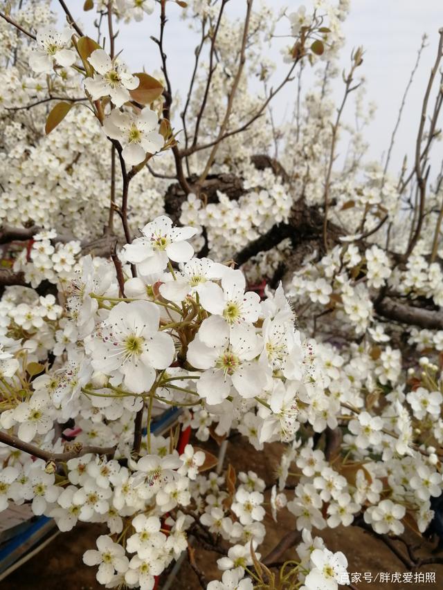 条理讲解:梨花落后二清明，三五少年容易老是什么生肖