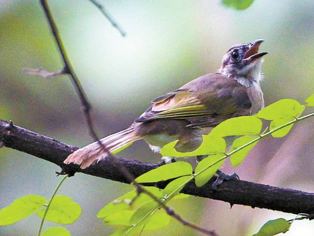 趋势研判:玄机中看二九合，老鸹窝里出凤凰猜一准确动物