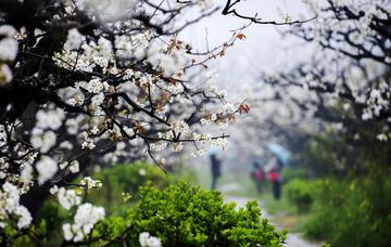 圈内解读:梨花落后二清明，三五少年容易老打一准确数字