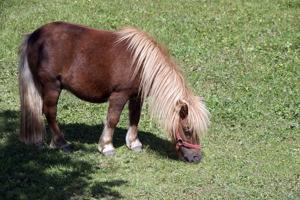 专家解析:东征西站比喻什么动物