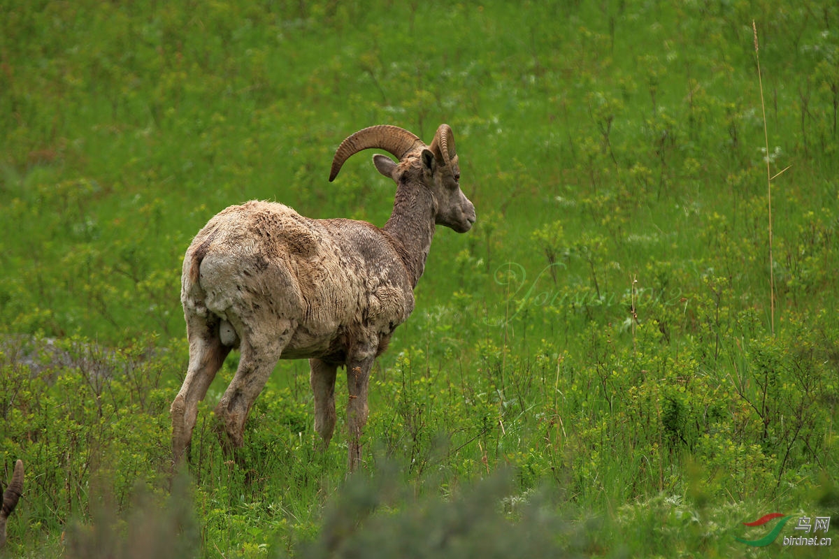 权威解读:羊落虎口本期动物