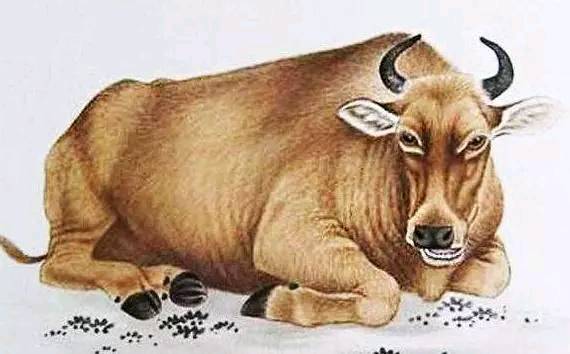 家点评:天黑风急虎盗兔，馬食夜草猴旁颧指什么动物