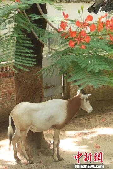 技术阐释:相映成趣代表什么动物