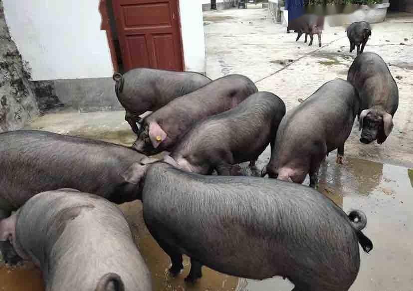 圈内揭秘:今期猪马鸡出特，棠树空留鹤岭前指啥动物