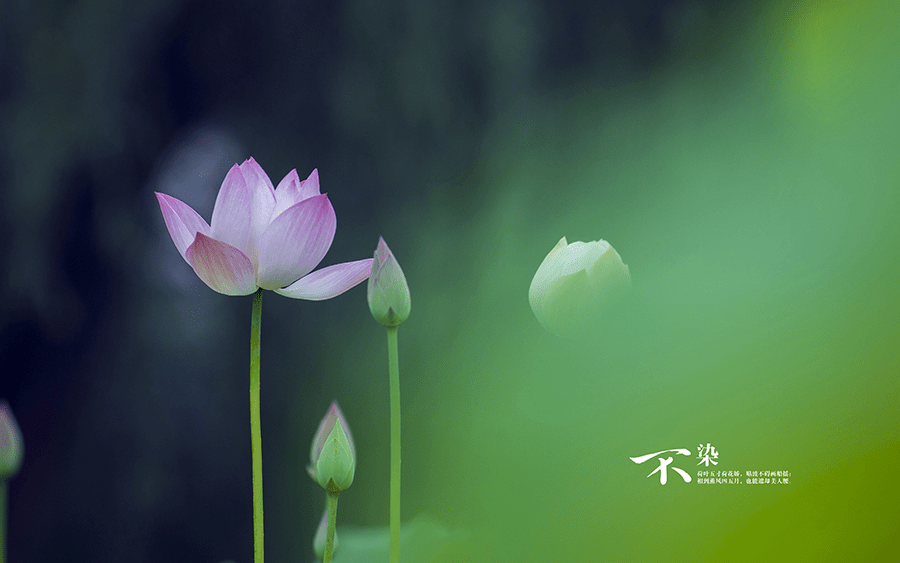 资深分析:蓝天照耀红花美打一最佳最佳生肖词语