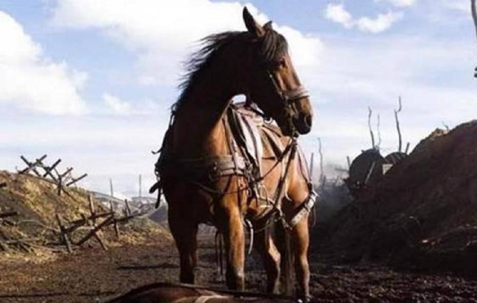 专家解析:欲横沙场打一准确动物